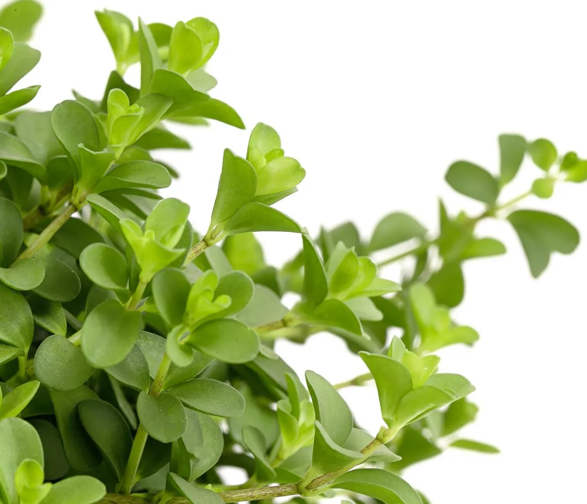 Peperomie - Peperomia deppeana