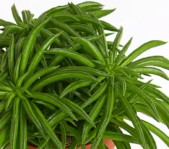 Peperomie - Peperomia ferreyrae 'Happy Bean'