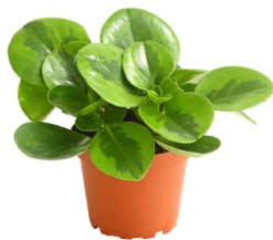 Peperomie - Peperomia obtusifolia 'Lime'