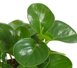 Peperomie - Peperomia obtusifolia