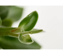 Peperomie - Peperomia orba 'Pixie Lime'