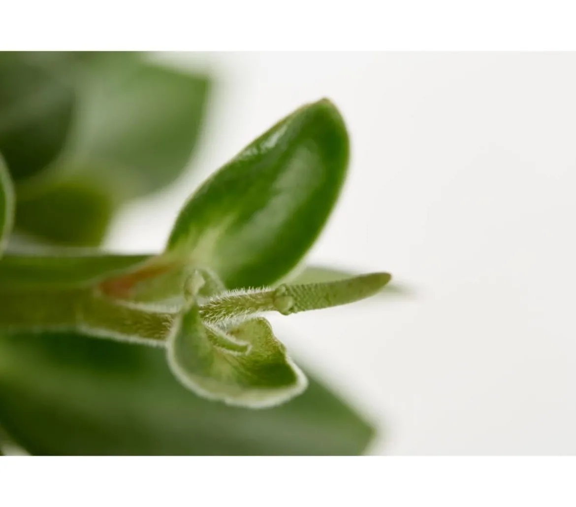 Peperomie - Peperomia orba 'Pixie Lime'