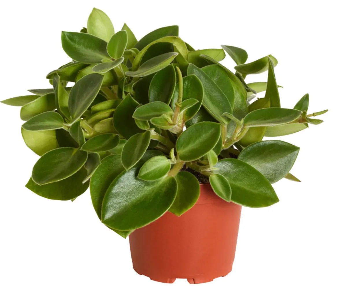 Peperomie - Peperomia orba 'Pixie Lime'
