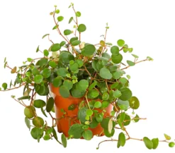 Peperomie - Peperomia 'Pepperspot'