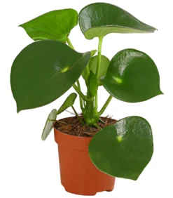 Peperomie - Peperomia polybotrya 'Raindrop'