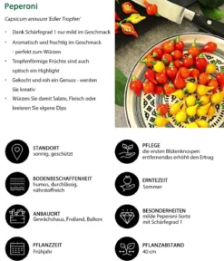 Peperoni 'Edler Tropfen', verschiedene Farben