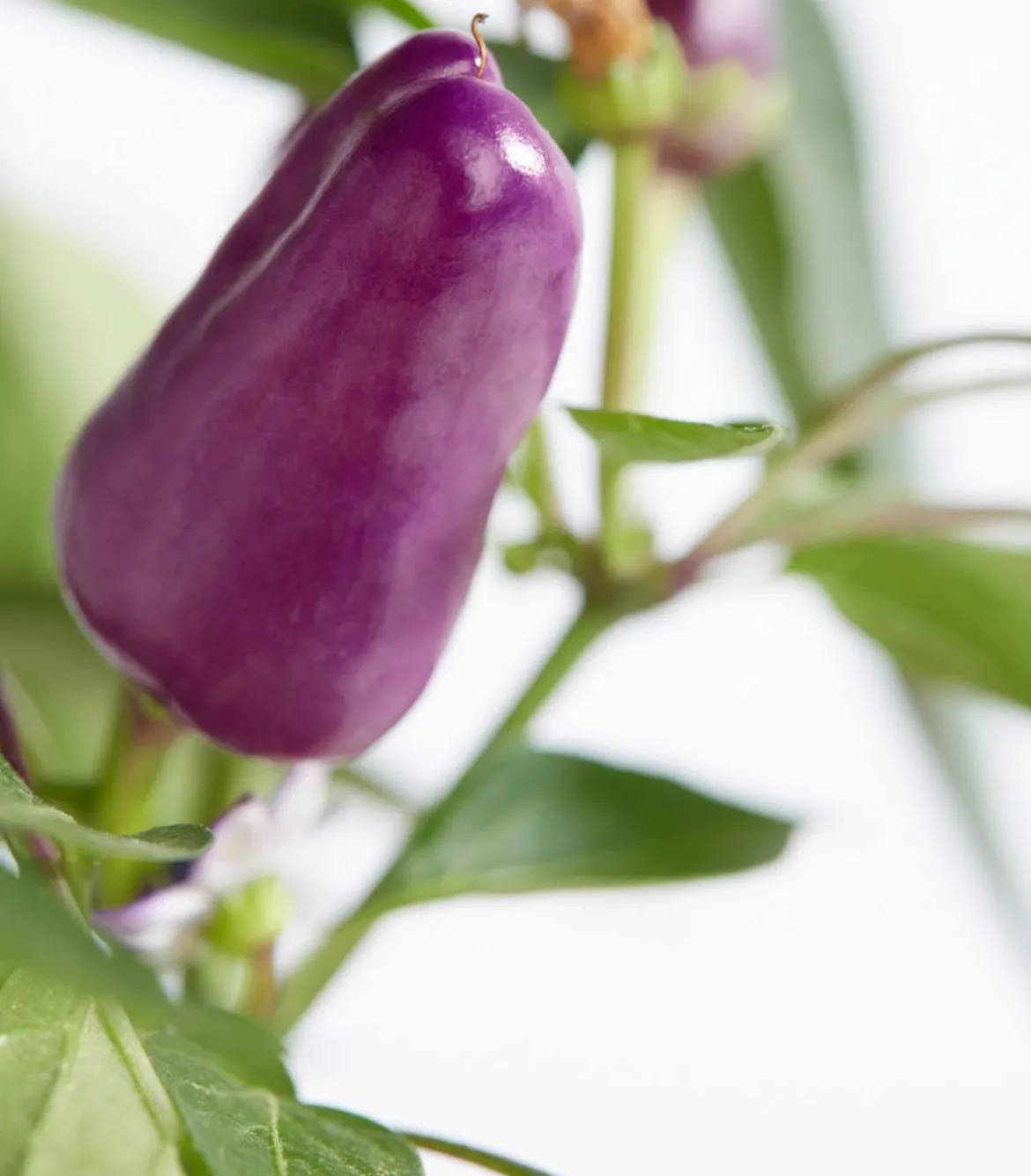 Peperoni 'Hot Cosmo'