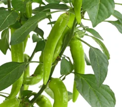 Peperoni 'Hot Fajita'