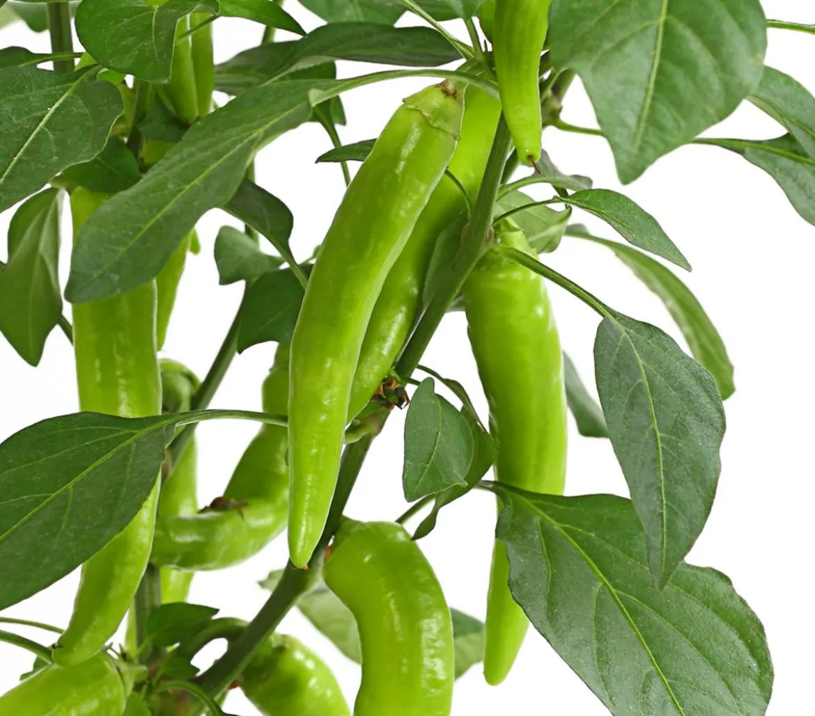 Peperoni 'Hot Fajita'