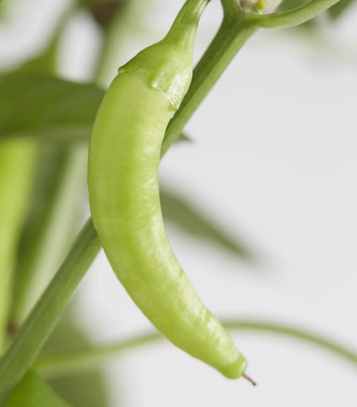Peperoni 'Hot Fajita'
