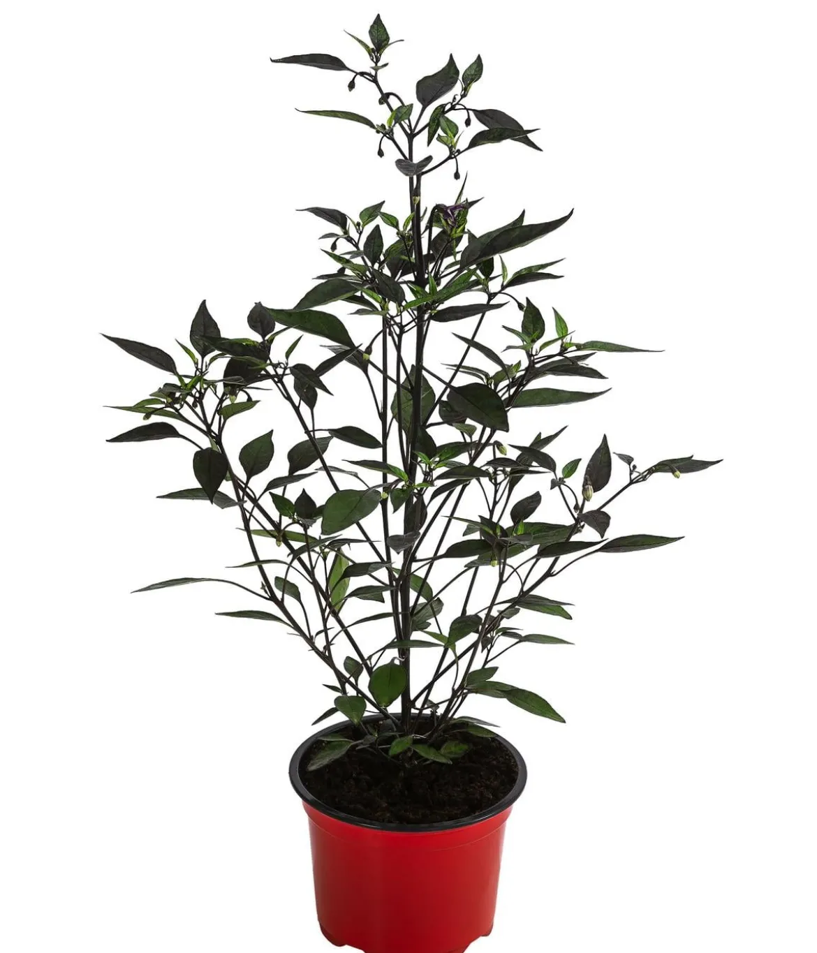 Peperoni 'Piri Piri'