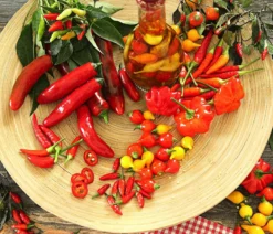 Peperoni 'Piri Piri'