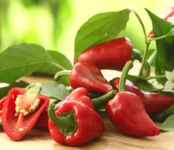 Peperoni 'Vulkano'