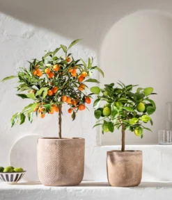 Persische Limette 'Lima Verde'