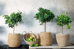 Persische Limette 'Lima Verde'