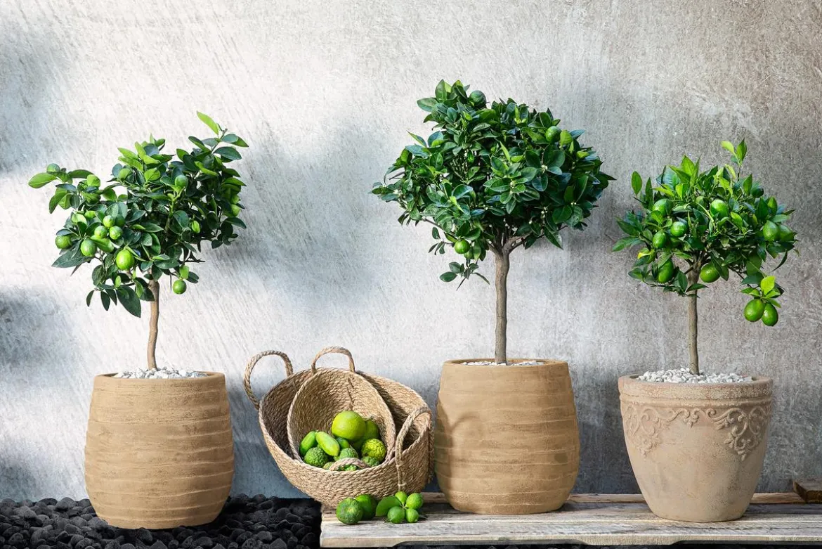 Persische Limette 'Lima Verde'