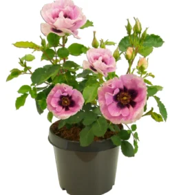 Persische Rosen, verschiedene Farben