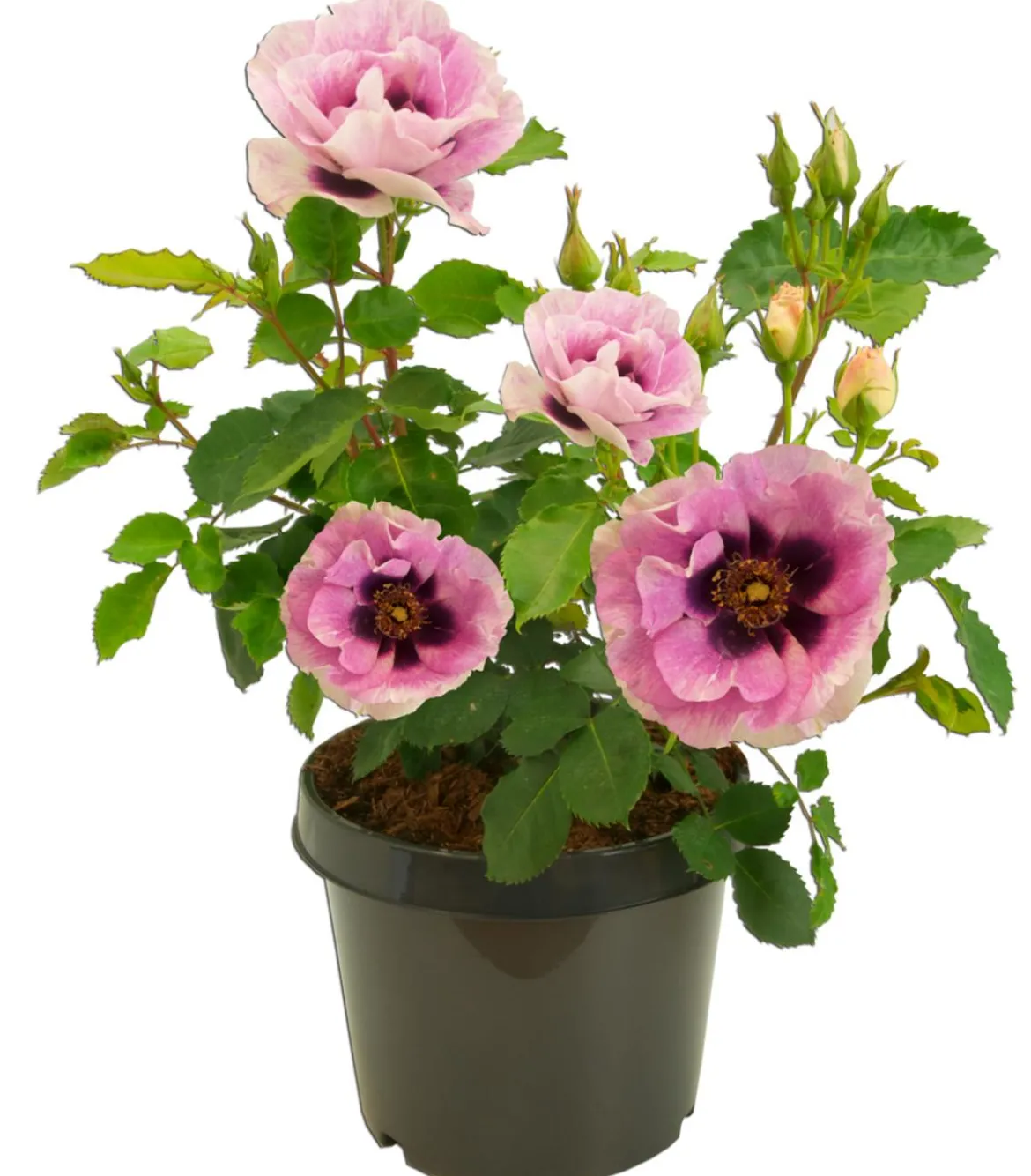 Persische Rosen, verschiedene Farben