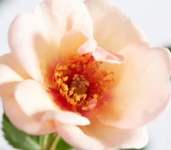 Persische Rosen, verschiedene Farben