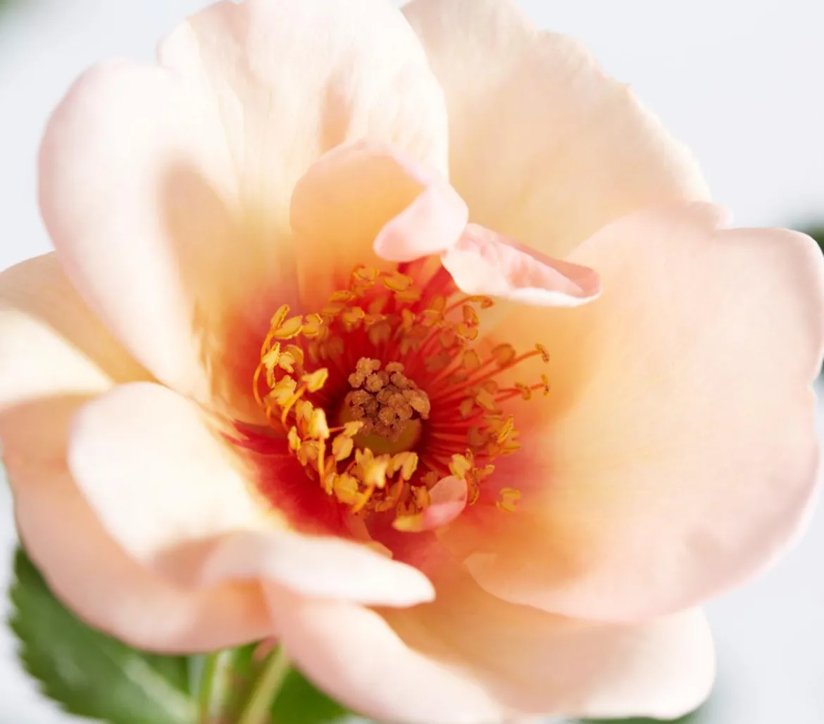Persische Rosen, verschiedene Farben
