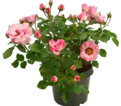 Persische Rosen, verschiedene Farben