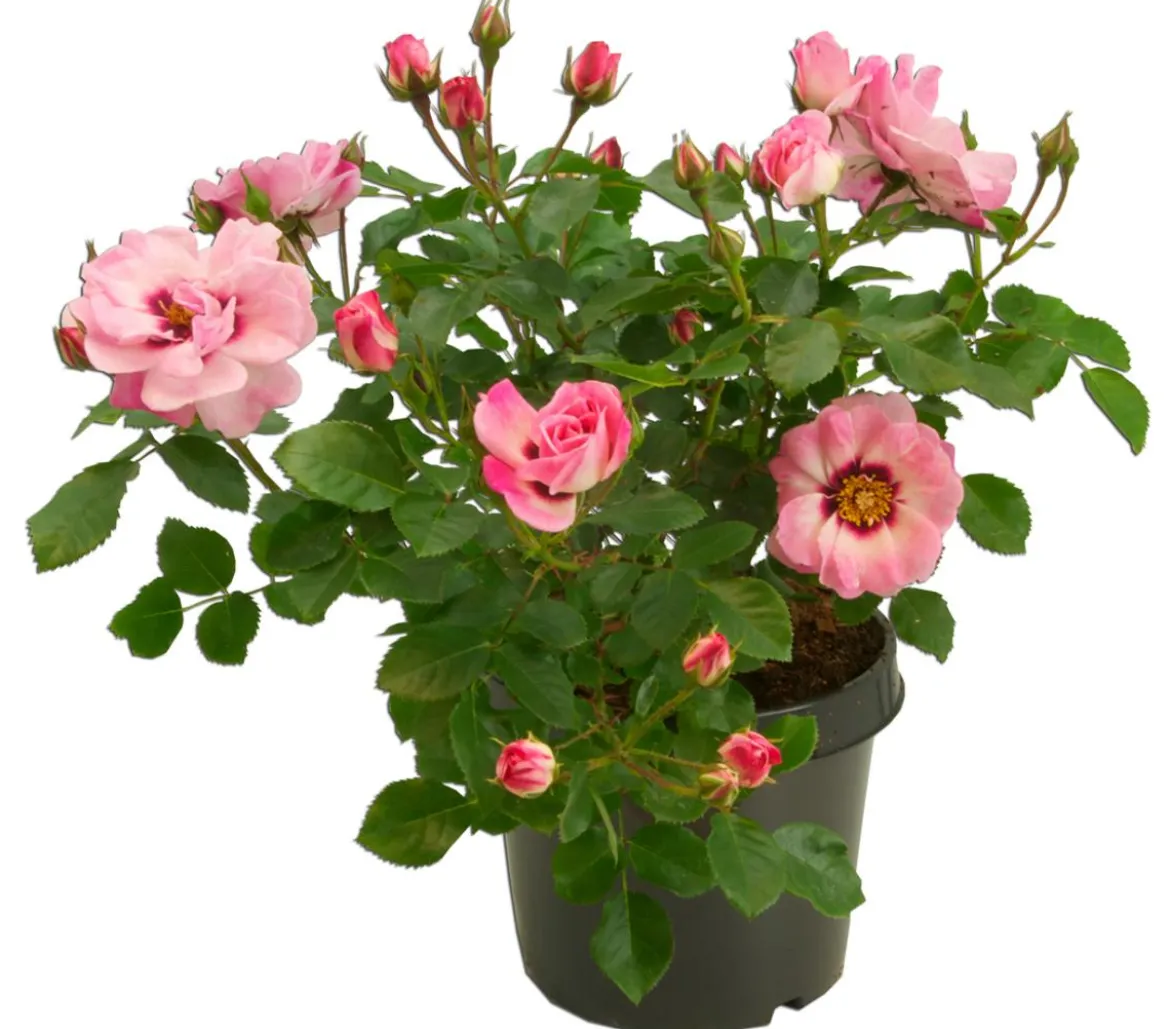 Persische Rosen, verschiedene Farben