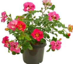 Persische Rosen, verschiedene Farben