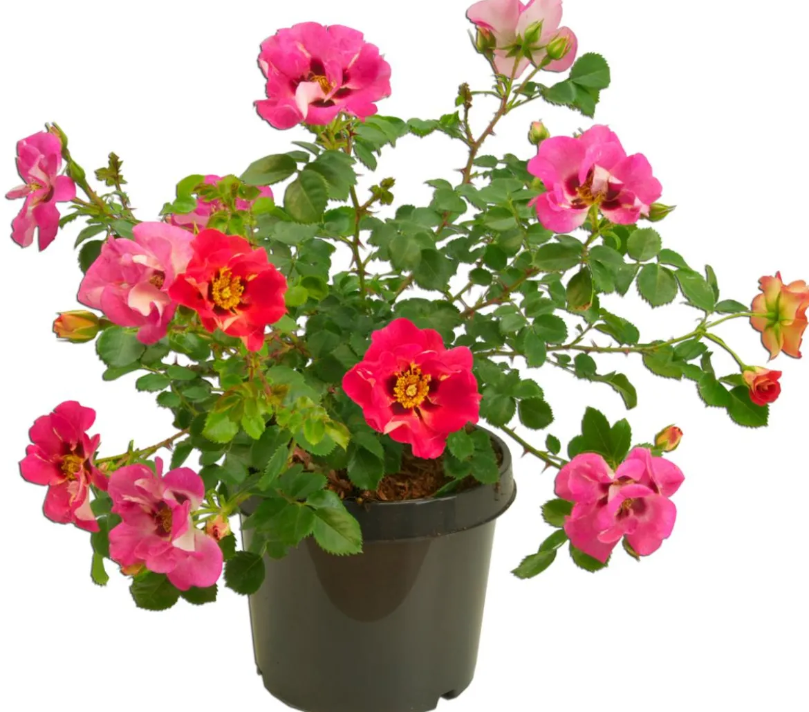 Persische Rosen, verschiedene Farben