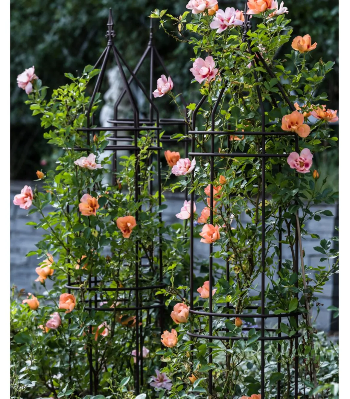 Persische Rosen, verschiedene Farben