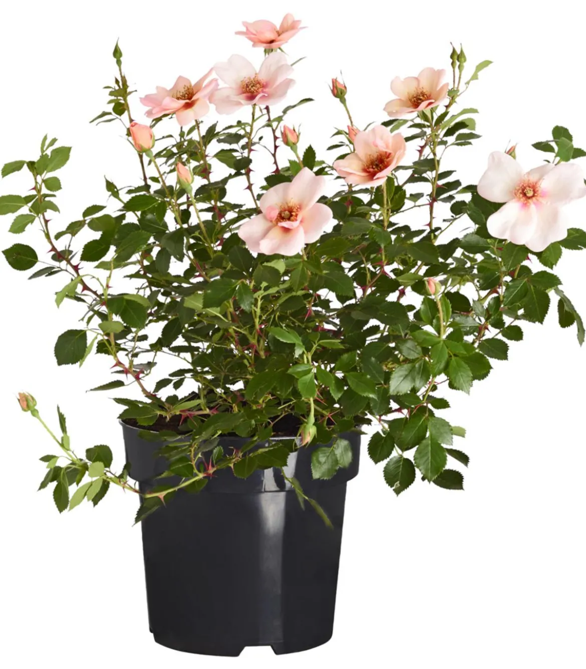 Persische Rosen, verschiedene Farben