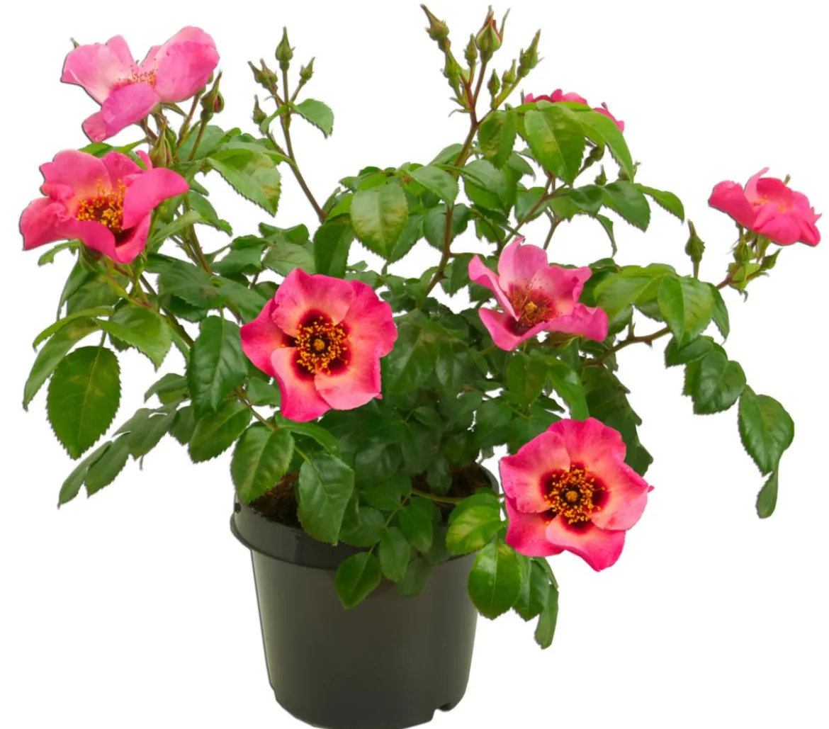 Persische Rosen, verschiedene Farben