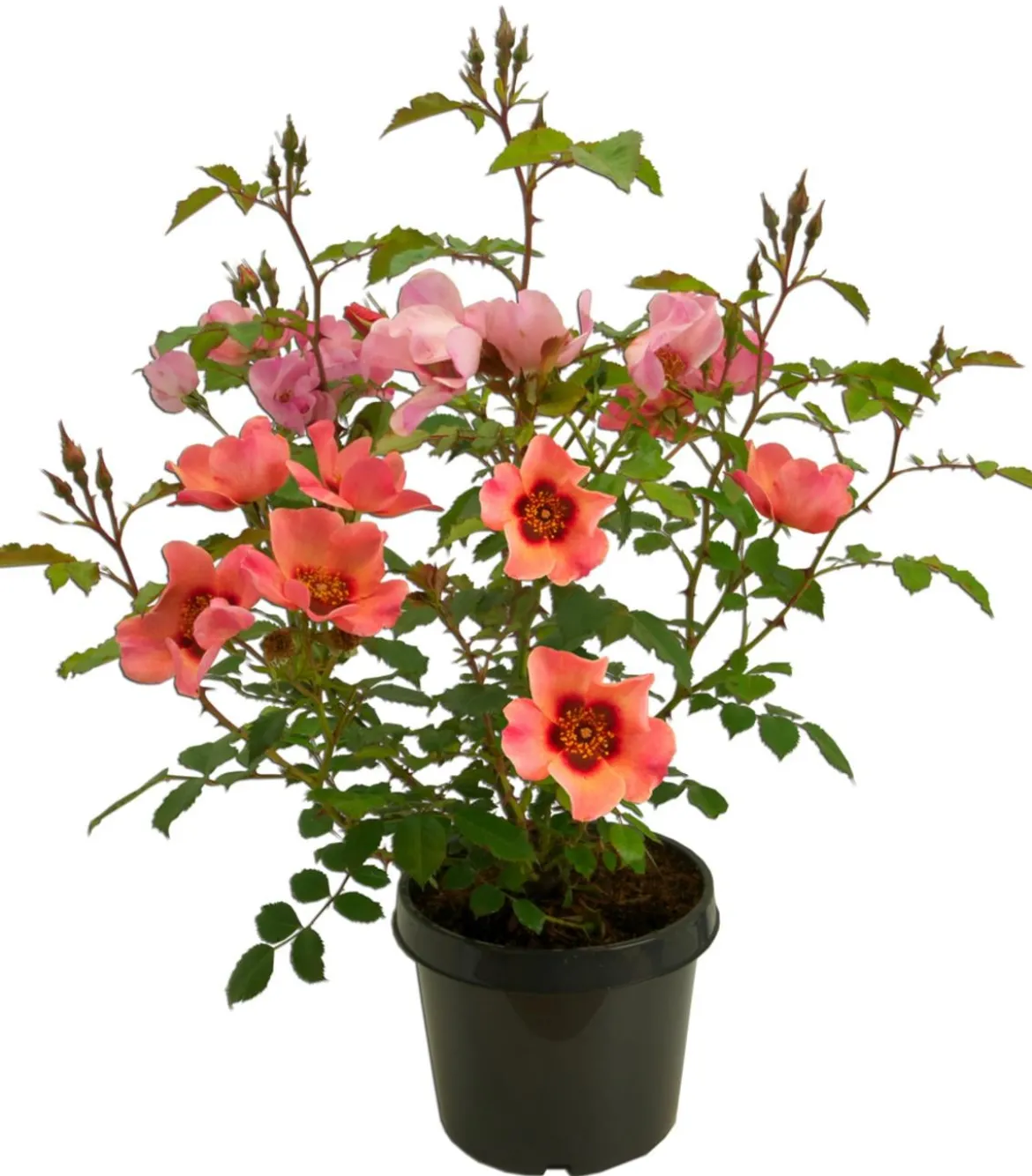 Persische Rosen, verschiedene Farben