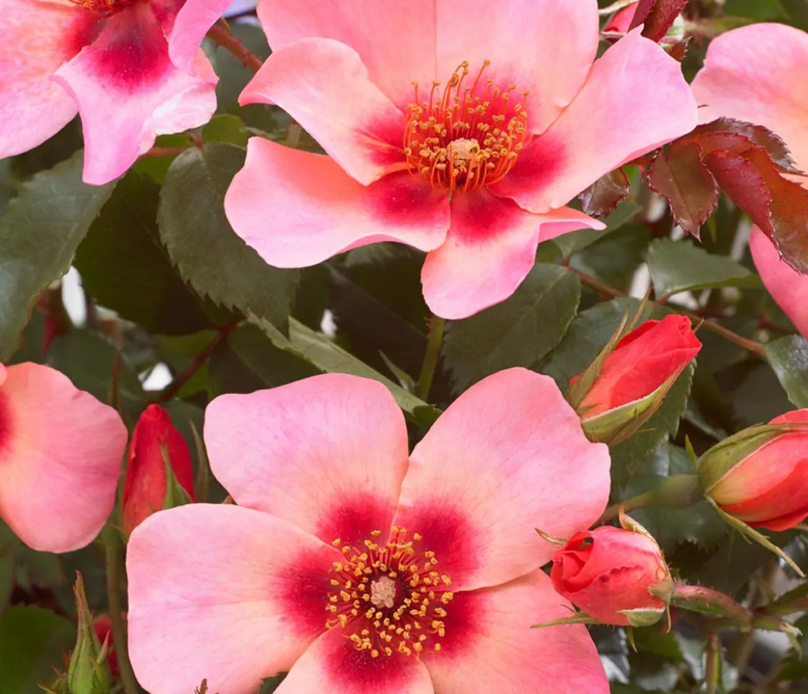 Persische Rosen, verschiedene Farben