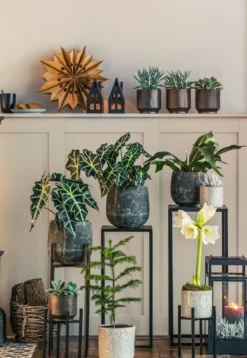Pfeilblatt - Alocasia amazonica 'Polly'