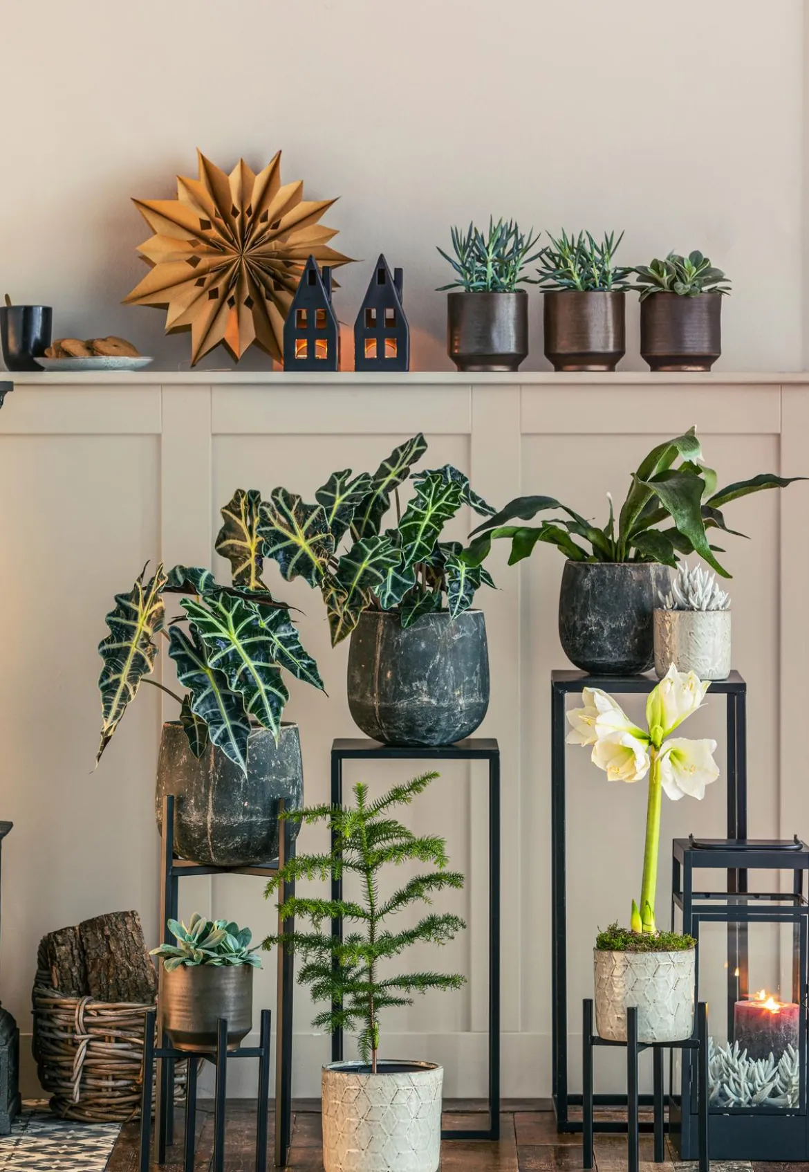 Pfeilblatt - Alocasia amazonica 'Polly'