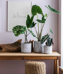 Pfeilblatt - Alocasia amazonica 'Polly'