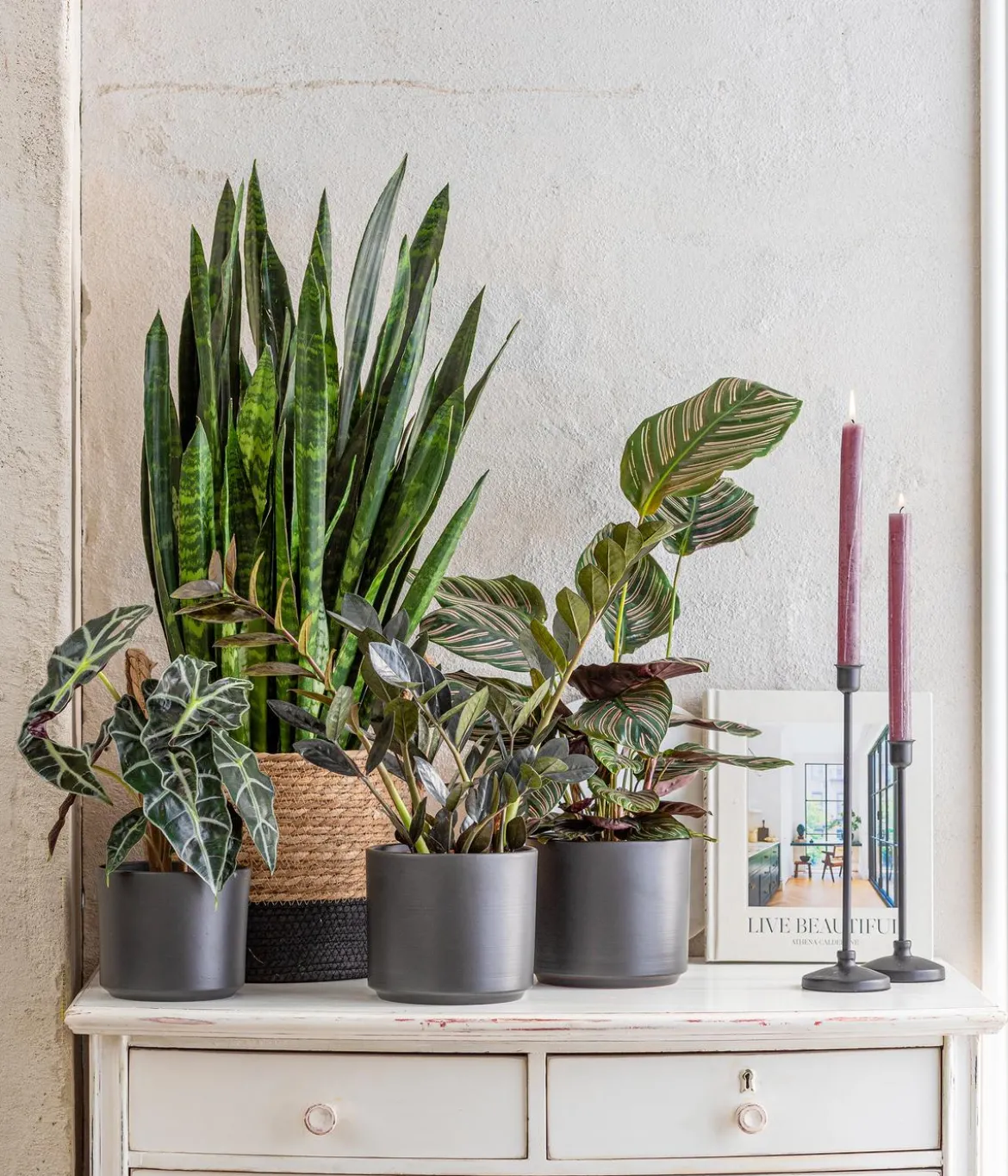 Pfeilblatt - Alocasia amazonica 'Polly'