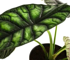 Pfeilblatt - Alocasia baginda 'Dragon Scale'