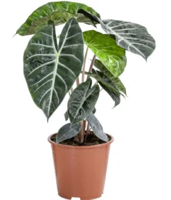 Pfeilblatt - Alocasia baginda 'Pink Dragon'