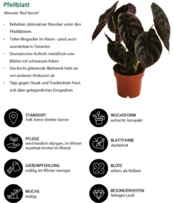 Pfeilblatt - Alocasia cuprea 'Red Secret'