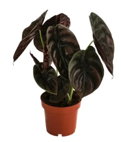 Pfeilblatt - Alocasia cuprea 'Red Secret'