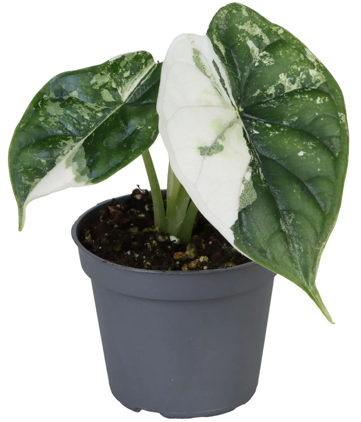 Pfeilblatt - Alocasia 'Dragon Scale' variegata