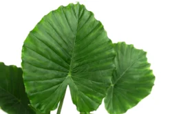 Pfeilblatt - Alocasia gageana 'California'