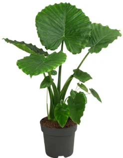 Pfeilblatt - Alocasia gageana 'California'
