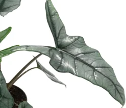 Pfeilblatt - Alocasia heterophylla 'Dragons Breath'