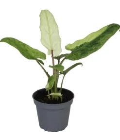 Pfeilblatt - Alocasia lauterbachiana variegata