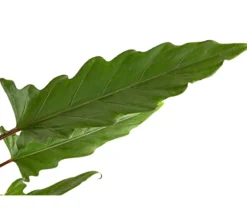 Pfeilblatt - Alocasia lauterbachiana