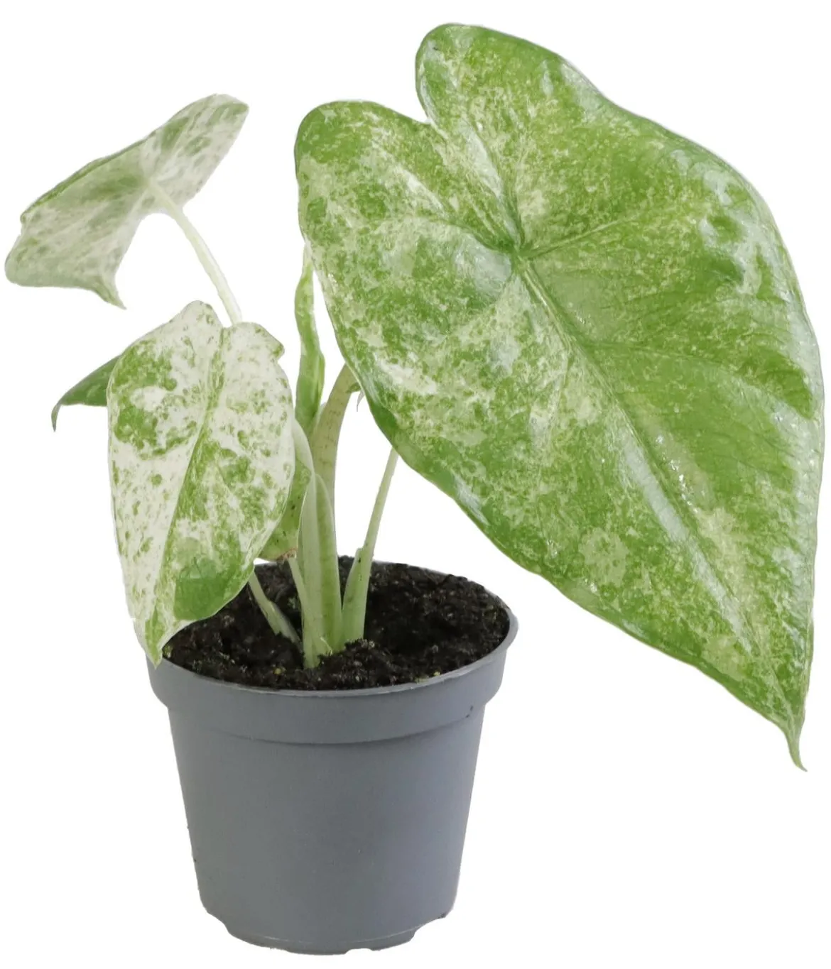 Pfeilblatt - Alocasia macrorrhiza 'Splash'