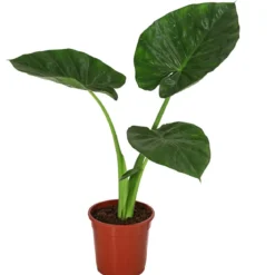 Pfeilblatt - Alocasia macrorrhiza