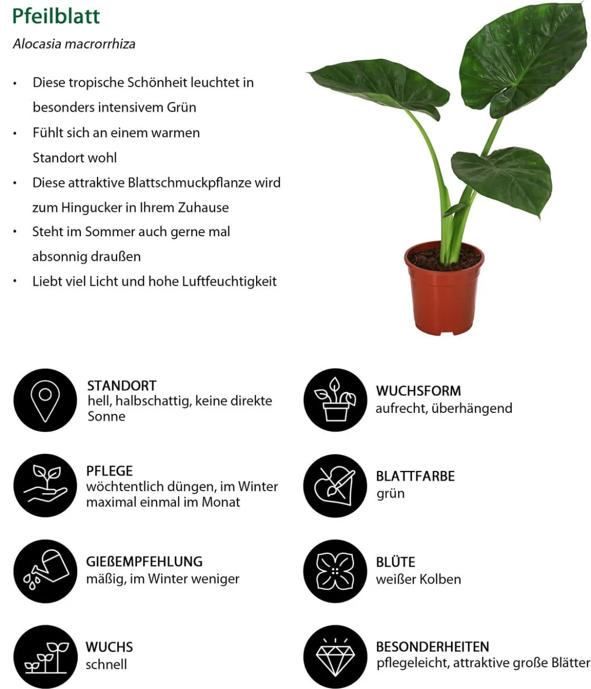 Pfeilblatt - Alocasia macrorrhiza